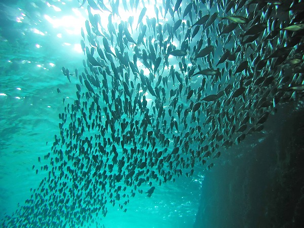 魚の群れ