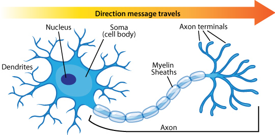 Neuron Diagram & Types | Ask A Biologist https://askabiologist.asu.edu/neuron-anatomy 